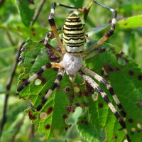 Аргиопа Брюнниха, или паук-оса (лат. Argiope bruennichi) :: vodonos241 