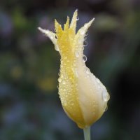 Желтый тюльпан :: esadesign Егерев