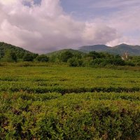 Чайные плантации близ Сочи . :: Мила Бовкун