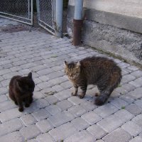 Ивано - Франковские   коты :: Андрей  Васильевич Коляскин