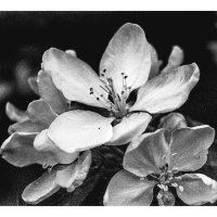 Цветок яблони :: Виталий 