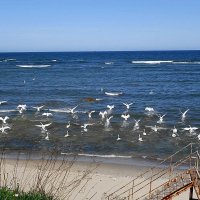 Лебеди на море - что-то или кто-то вспугнул их :: Маргарита Батырева