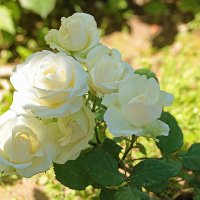 Нежность белых роз :: Светлана 