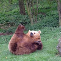 Медведь в зоопарке Уипснейд :: Тамара Бедай 