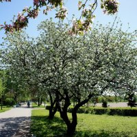Старые яблони, чьё имя носит сад :: Елена Павлова (Смолова)