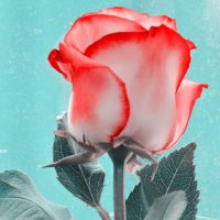 красная роза эмблема печали :: Ксения Забара