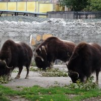 Московский зоопарк :: <<< Наташа >>>