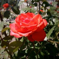 Майские розы Фото №7 :: Владимир Бровко