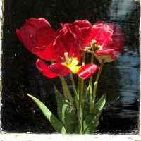 Цветы в окне :: Светлана Рябова-Шатунова