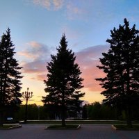 Ели на фоне вечернего неба :: Татьяна Котельникова