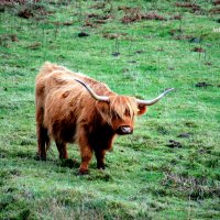 Хайленд, хайлендская порода (англ. Highland cattle, гэльск. Bò Ghàidhealach, скотс. kyloe) :: Olga 