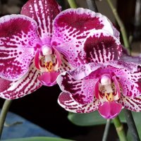 Цветет орхидея :: Генрих 