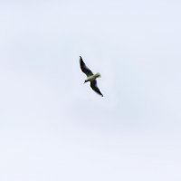 Озёрная чайка :: Шахин Халаев
