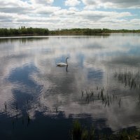 А белый леееебедь на пруду...(с)) :: Галина Бобкина