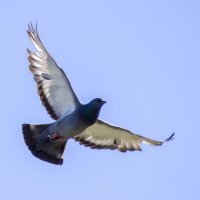 полет голубя :: оксана 