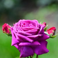 Царица-роза :: Тамара Бедай 