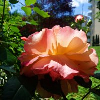 "...О, как же розы восхищают, Их аромат - сердца ласкает, Возносит нежность лепестков..." :: Galina Dzubina