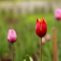 Ура , тюльпаны расцвели! :: Андрей Дурапов