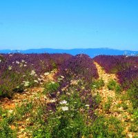 Аромат.. мммм......Provence/Прованс, цветение лаванды и лавандина. :: Iren Ko