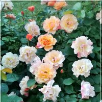 Удивительные розы. :: Чария Зоя 