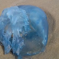 медуза..... безобидная.... можно смело брать в руки и отправлять назад в морскую пучину.... :: Наталья Меркулова
