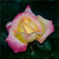 Июньская роза. :: Чария Зоя 