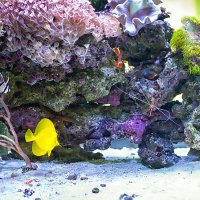 Домашний морской аквариум :: Лилия .