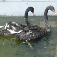 Новые обитатели парка «Черное озеро» - лебеди Одиллия и Зигфрид :: Наиля 