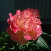 "Ах, эти розы, их живая роскошь - Отточен каждый нежный лепесток...." :: Galina Dzubina