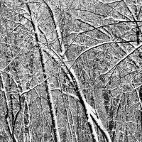 Winter abstract. :: Андрий Майковский