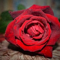 Роза :: Ksenija Mudryaninets