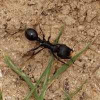 тунисский отважный мураш.. :: Наталья Меркулова