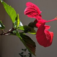 Гибискус-пламенный цветок :: wea *