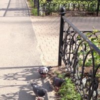 Лаврские голуби в кружеве оград. :: Татьяна 