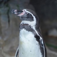Южно-африканский пингвин... :: Наташа *****