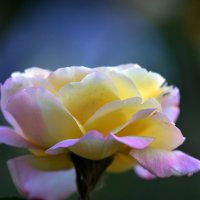 La rosa di color rosa chiaro e giallastro :: Олег Шендерюк