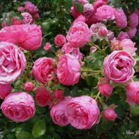 Розовые розы :: Nina Yudicheva