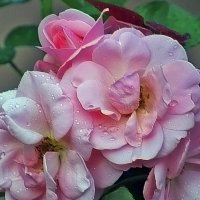 Розовые розы :: Nikolay Monahov