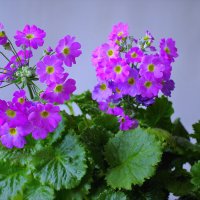 Цветы от Наташи :: Валерий Талашов