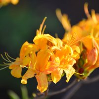 Цветы рододендрона :: Тамара Бедай 