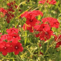 красные цветы :: tina kulikowa