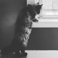 Cat watch :: Светлана Кутержинская