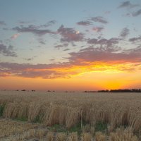 Солнце на закат.Пшеничное поле остаётся ночевать. :: Евгений Воропинов