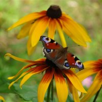 Рудбекия и бабочка :: Larisa Simonenkova