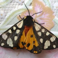 Бабочка-красавица :: Антонина Балабанова