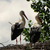 Не желают фотографироваться и повернулись по...й! :: Милешкин Владимир Алексеевич 