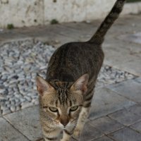 Турецкие коты. :: Сергей Бойко