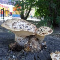 грибы в городе :: Lyudmila 