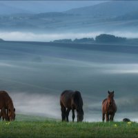 "Ходят кони ...", v.II :: Влад Соколовский