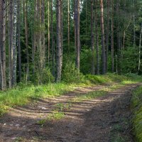 Солнечное утро :: Яков Реймер